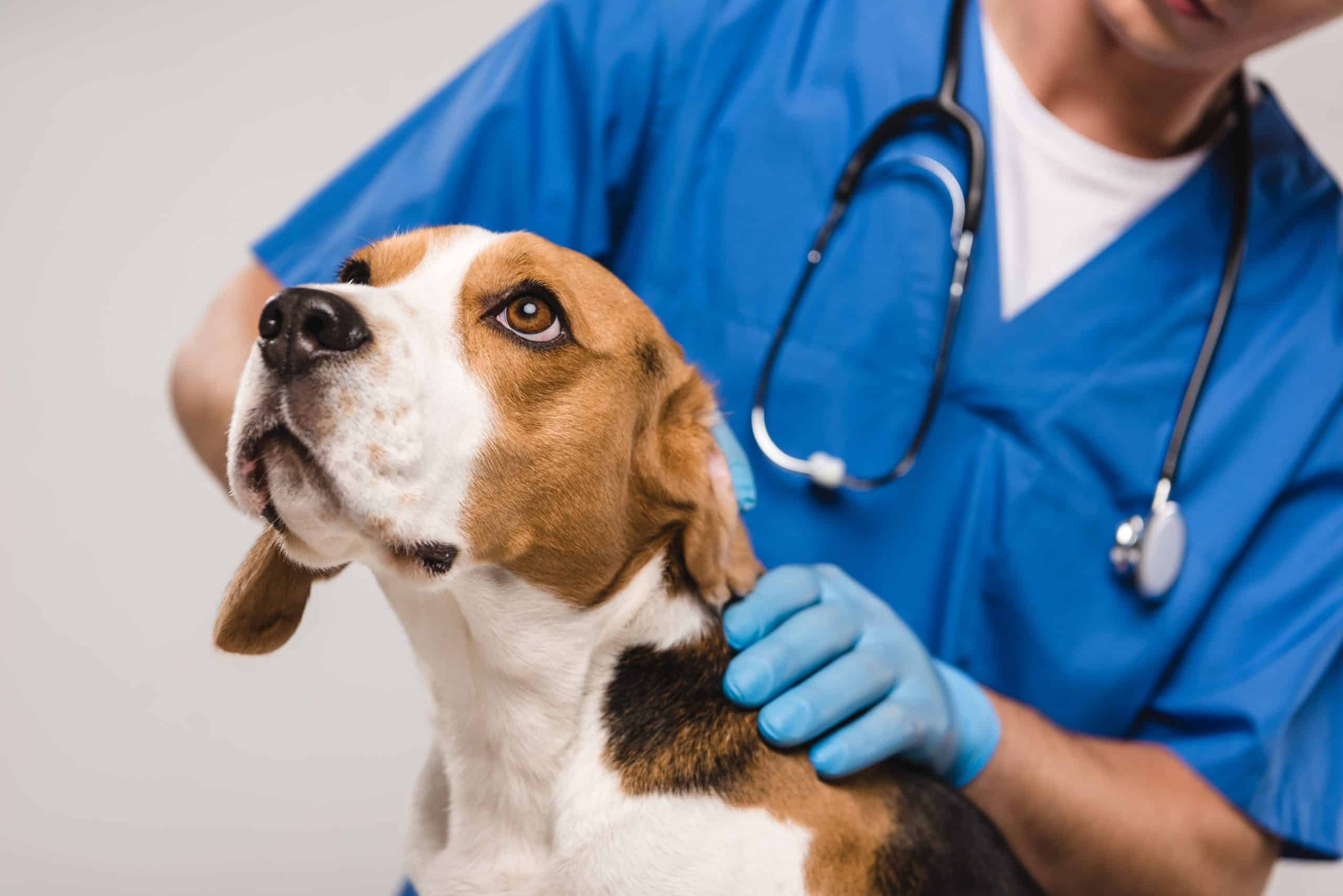 Veterinary Practice of animal healthcare research