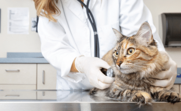 Veterinarian conducting a pet health check-up in a modern veterinary clinic in 2026