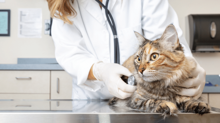 What the Expanding Animal Healthcare Market Means for Veterinary Businesses in 2026
