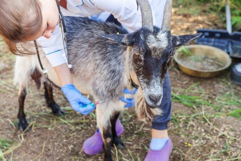 veterinarian-woman-with-syringe-holding-injecting-goat-ranch-background-young-goat-with-vet-hands-vaccination-natural-eco-farm-animal-care-modern-livestock-ecological-farming-min